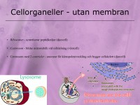 /album/cellorganeller-utan-membran/a5-cellen-022-jpeg1/